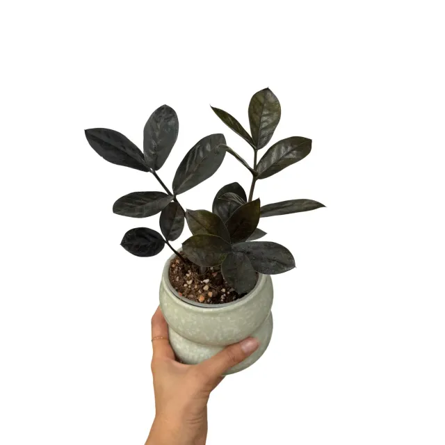 Plant and Stories Zamioculcas Zamiifolia Raven plante pot 9 cm noire