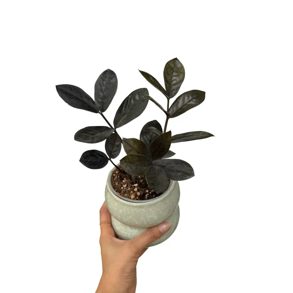 Plant and Stories Zamioculcas Zamiifolia Raven plante pot 9 cm noire