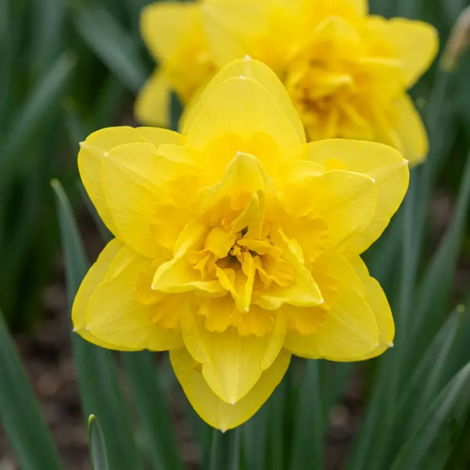 Plant and Stories Narcisse Golden Ducat bulbes 10 jaune double