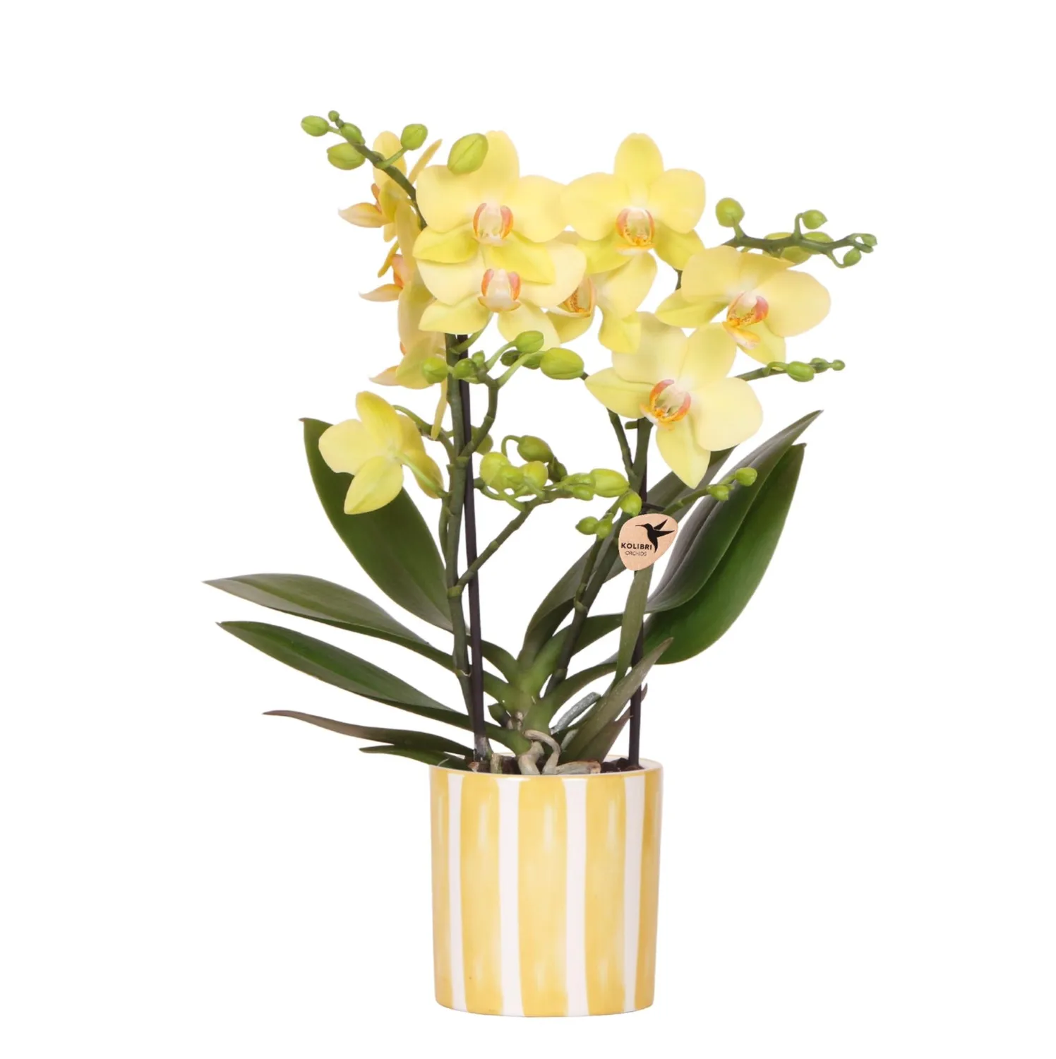 Plant and Stories Albenga orchidée jaune pot 9 cm sans cache-pot