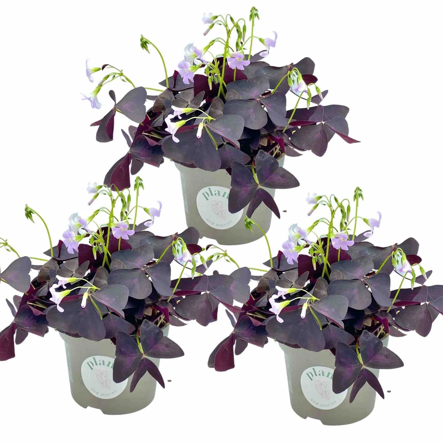 Plant and Stories Triangularis oxalis lot 3 pot 12 cm