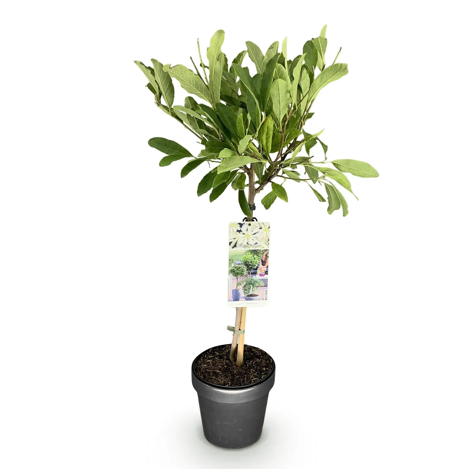 Plant and Stories Magnolia Stellata arbuste pot 19 cm fleurs blanches