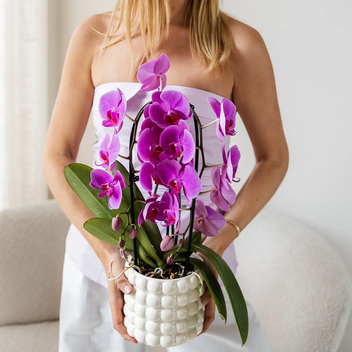 Plant and Stories Freeride orchidée violette pot 12 cm