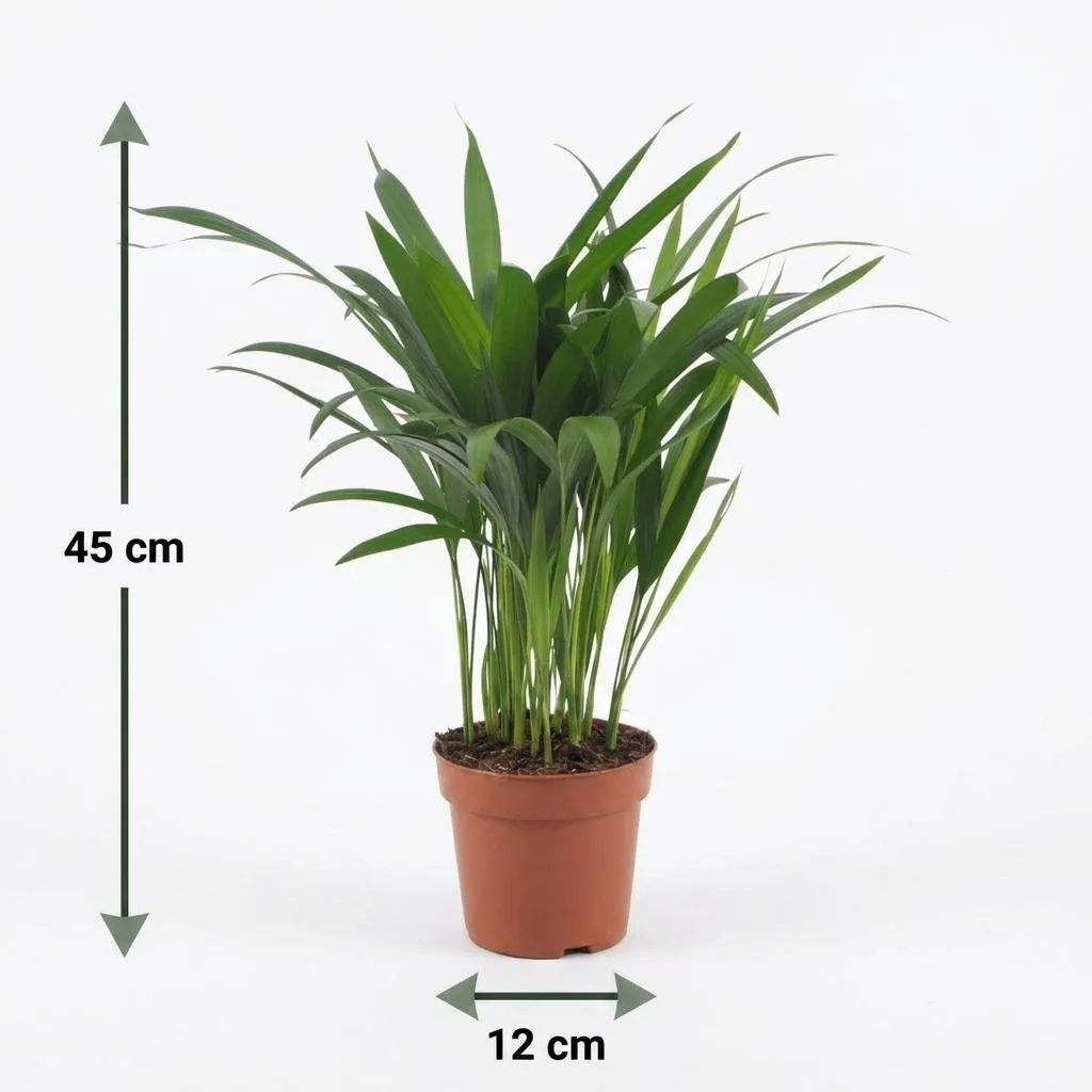 Plant and Stories Areca Lutescens palmier 12cm 1 plante panier