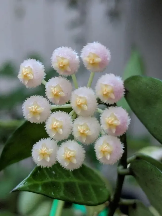 PLANT AND STORIES Hoya Lacunosa Mint plante intérieur pot 9 cm parfumée