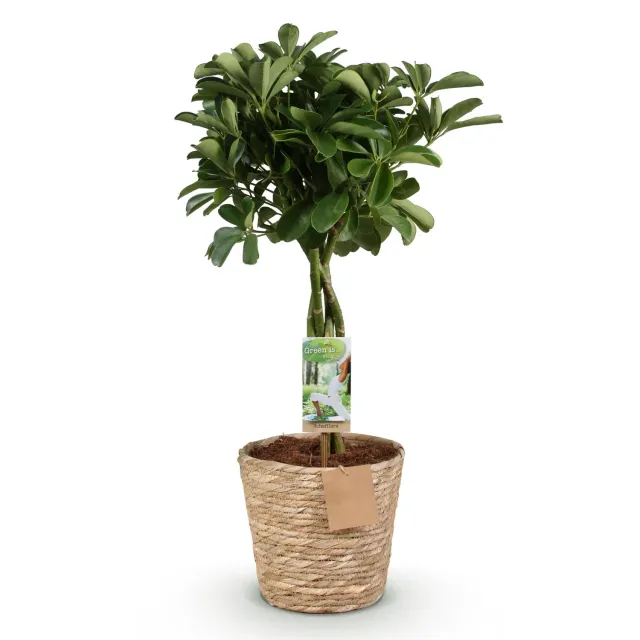 Plant and Stories Nora schefflera plante d'intérieur 70 cm lustré