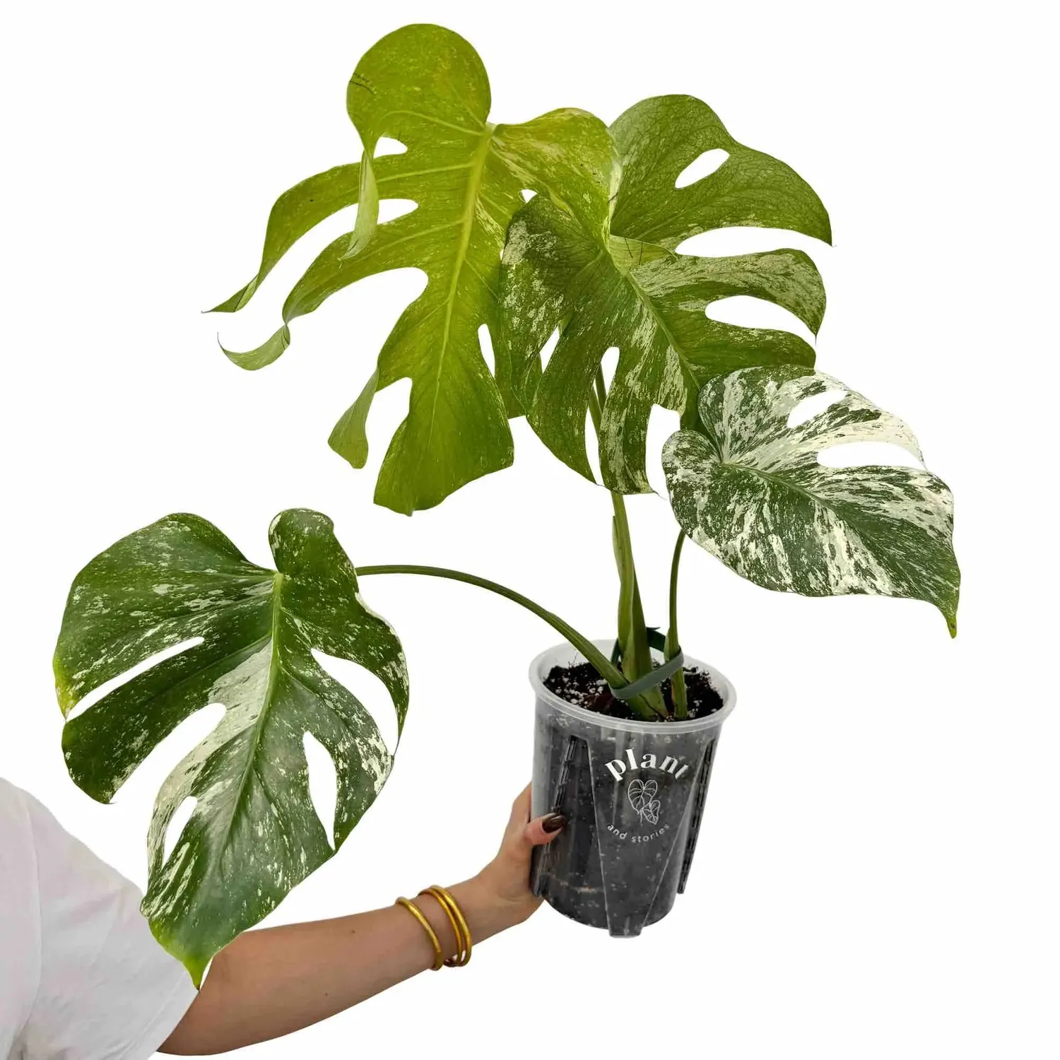 Plant and Stories Monstera Deliciosa Mint plante pot 9 cm panachée