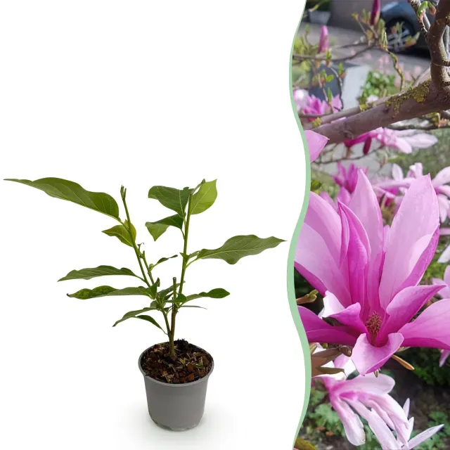 Plant and Stories Susan magnolia arbuste pourpre pot 12 cm 30 cm