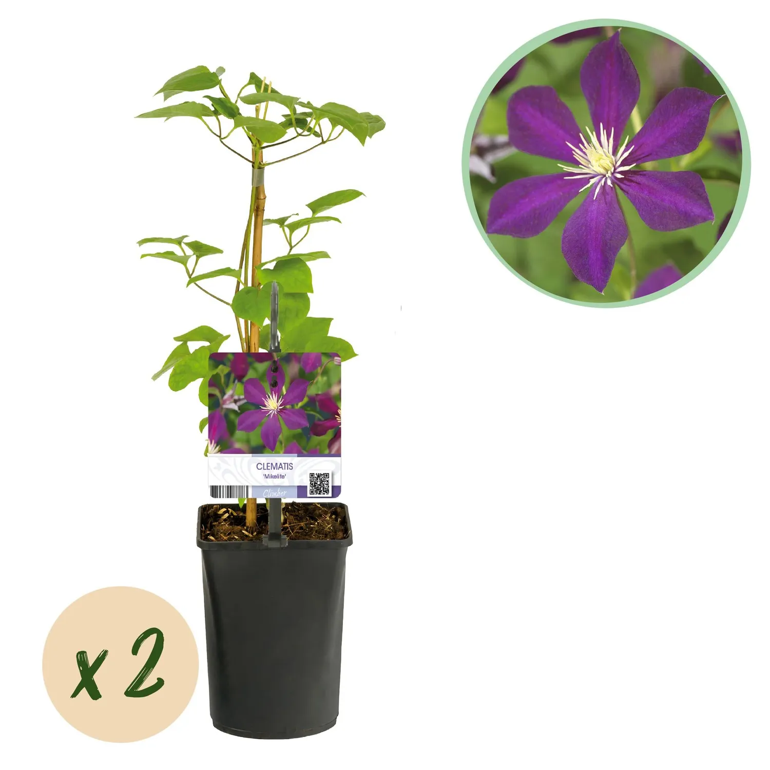 Plant and Stories Mikelite clématite grimpante 2 plants