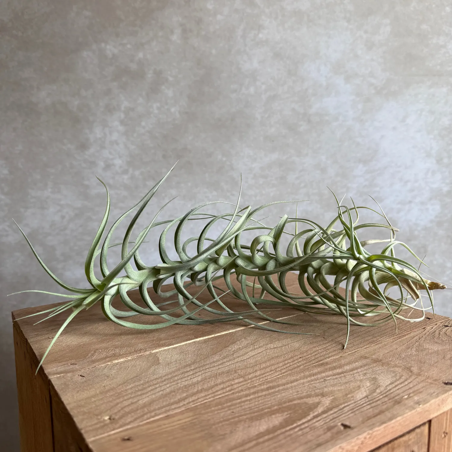 Airplantshop Tillandsia bergeri XXL plante aérienne 30 cm grise