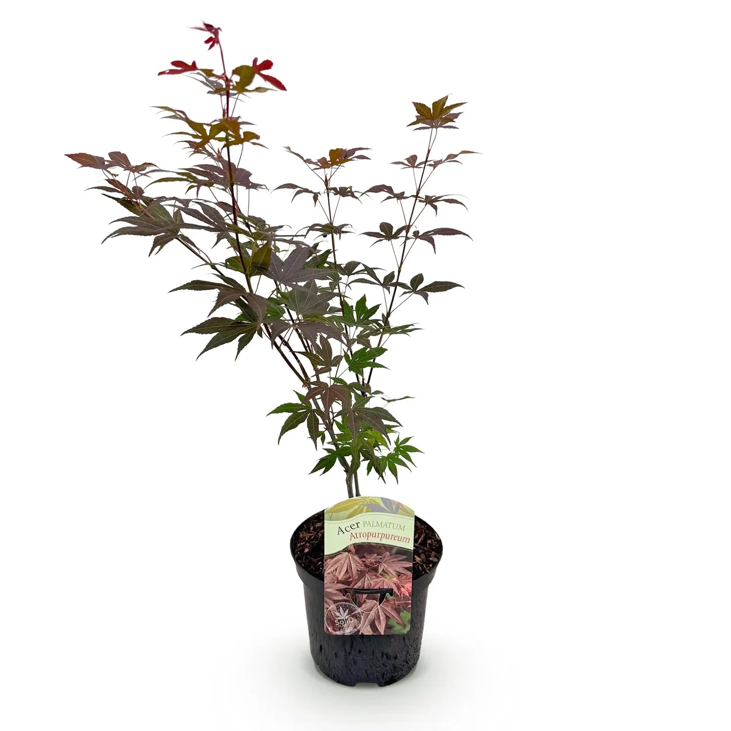 Plant and Stories Érable Japon Atropurpureum arbuste pot 19 cm pourpre