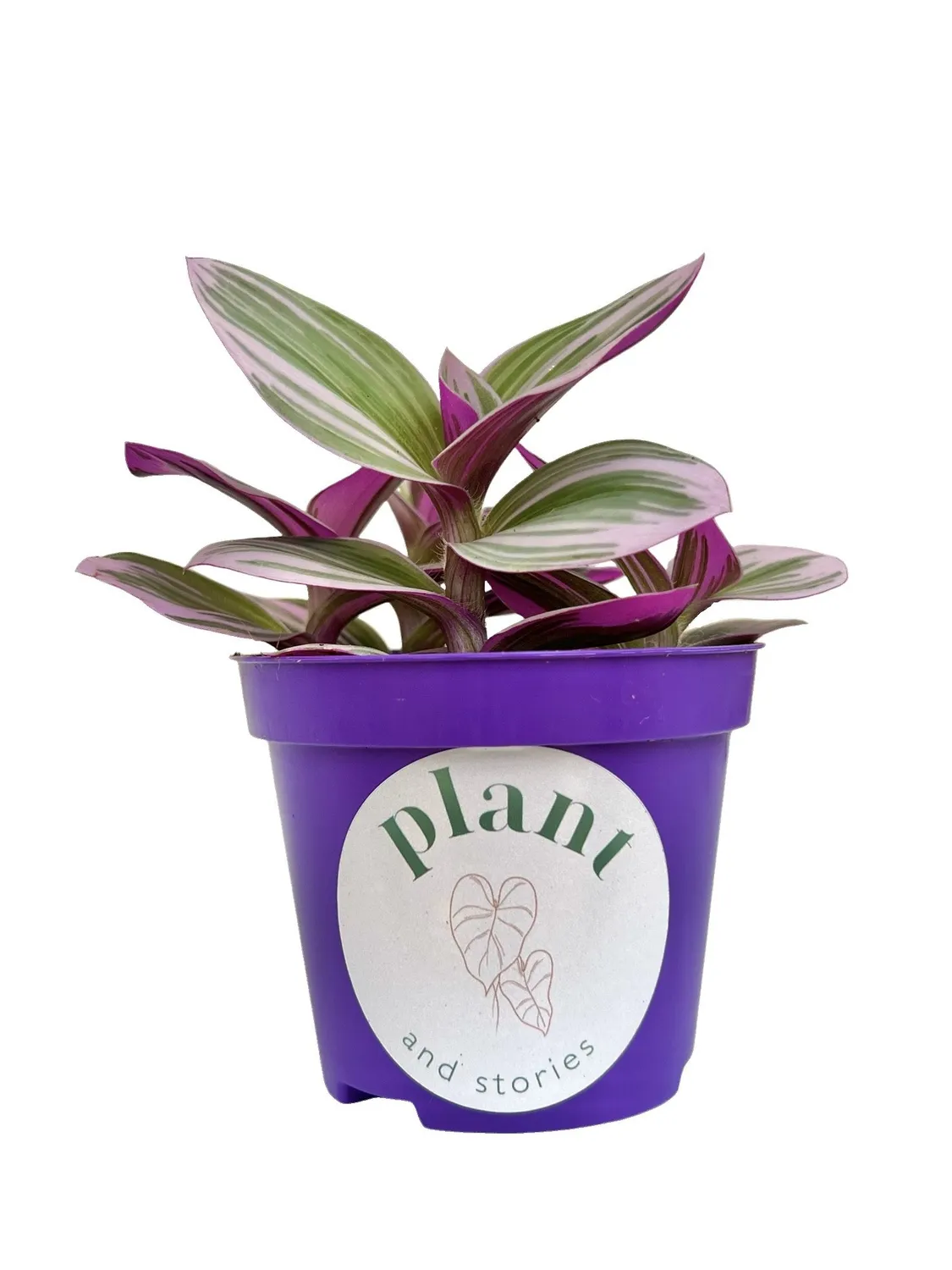 Plant and Stories Tradescantia Nanouk plante d'intérieur pot 8 cm rose