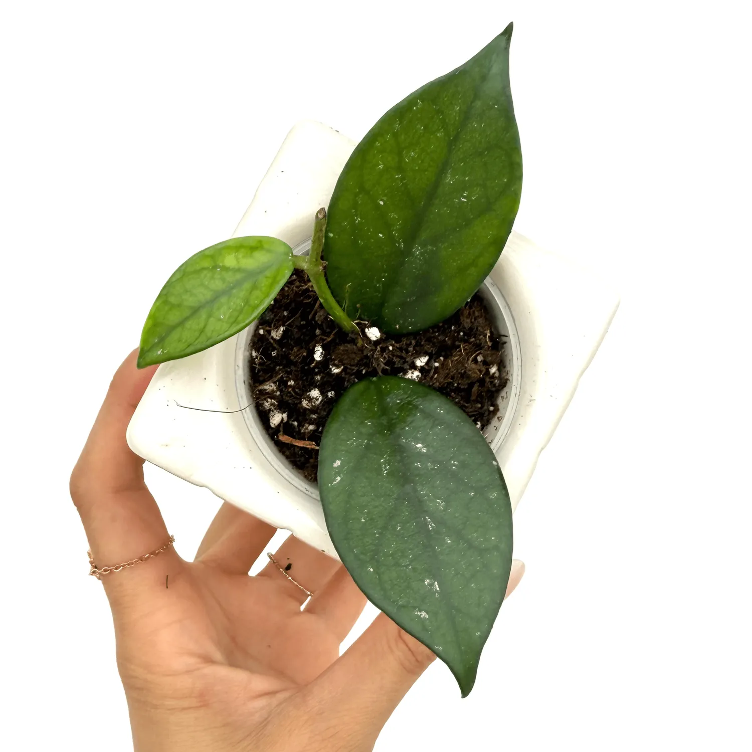Plant and Stories Hoya sp. Vietnam plante pot 6 cm grimpante