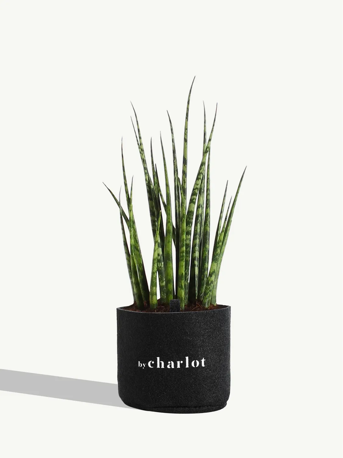 By Charlot Le Charmeur recharge plante succulente S sansevieria