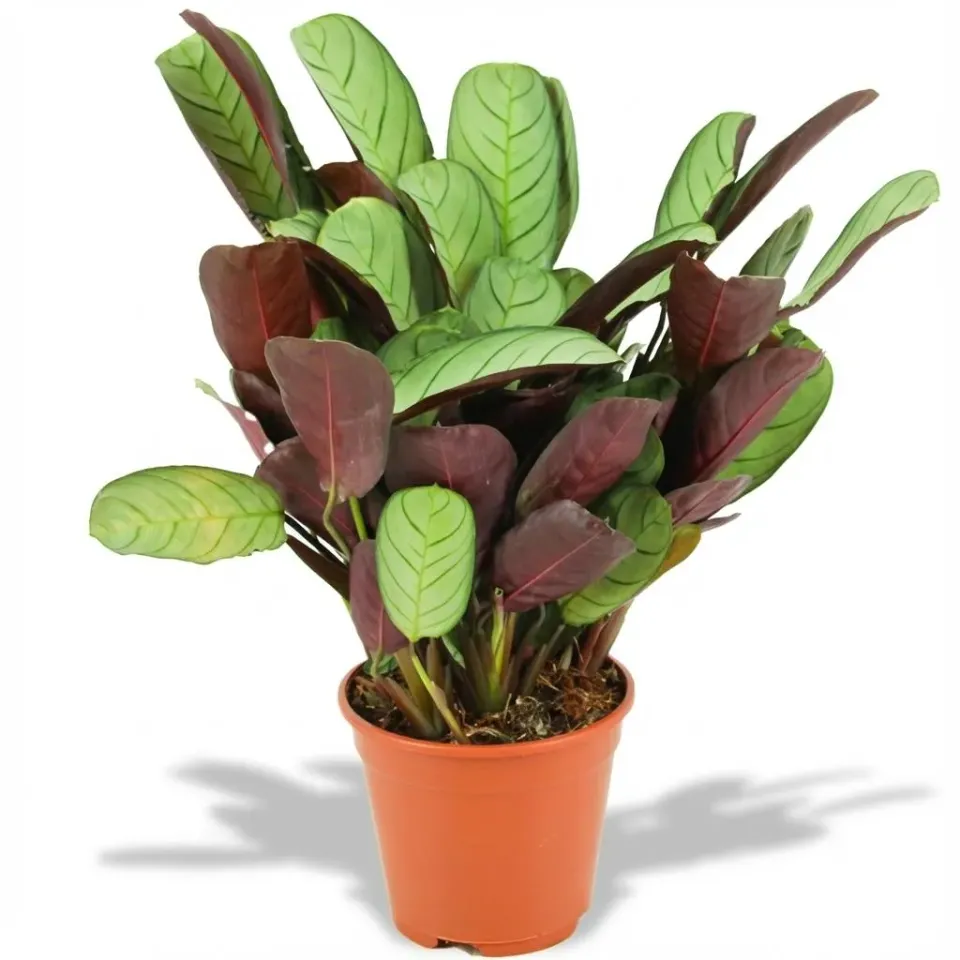 Plant and Stories Ctenanthe Amagris plante pot 14 cm feuillage argenté