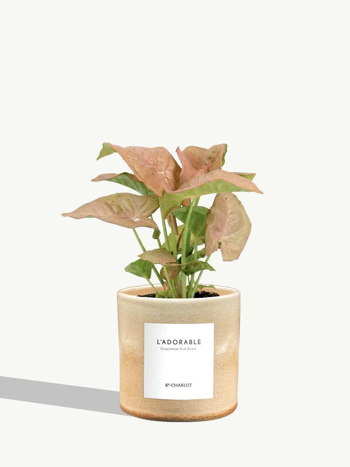 By Charlot L'Adorable Syngonium plante pot 10 cm