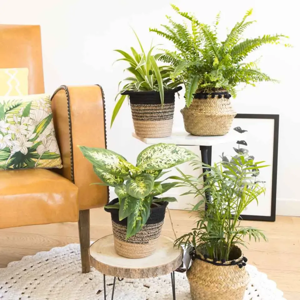 Réconciliation Végétale Lot 4 plantes vertes dépolluantes intérieur