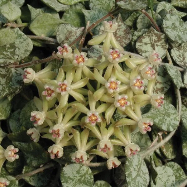 Plant and Stories Hoya Curtisii plante pot 6 cm marbré
