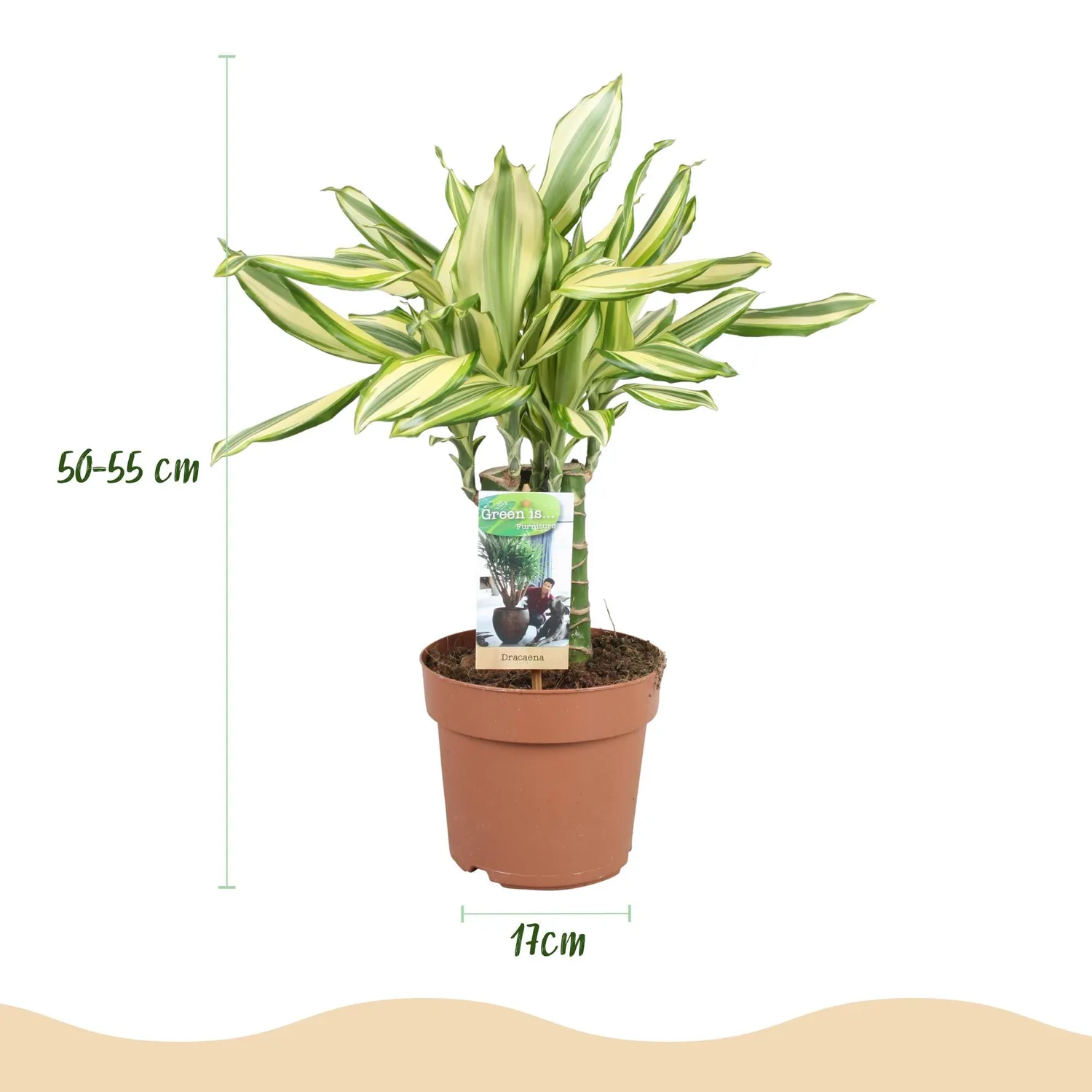 Plant and Stories Dracaena fragrans Diamond Dream pot 17cm 50-55cm