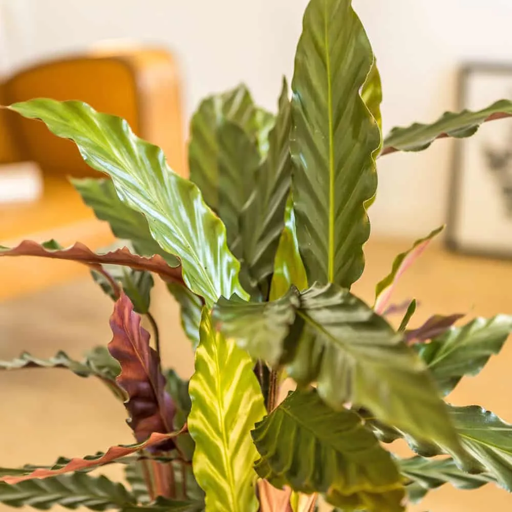Réconciliation Végétale Winnie Calathea Wavestar plante paon