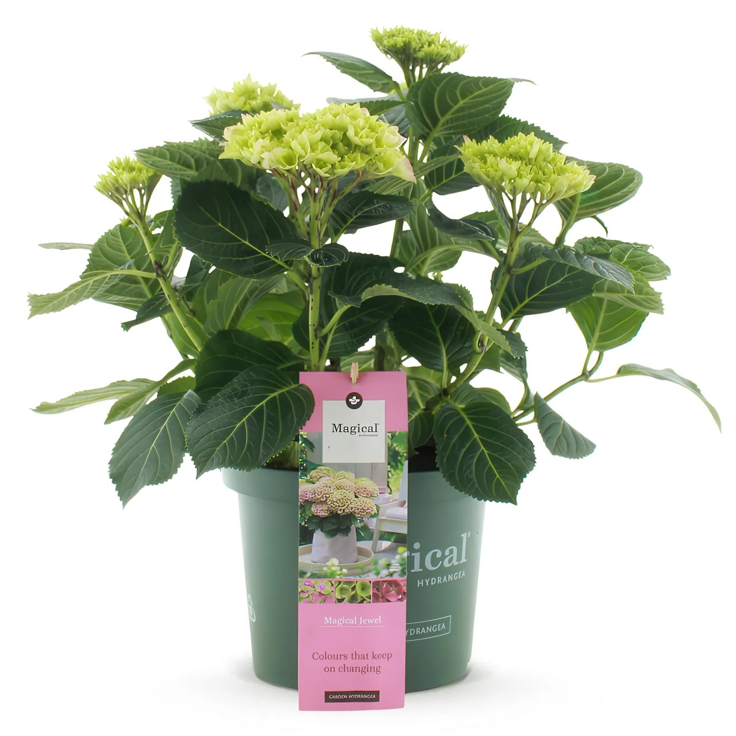 Hortensia Magical Jewel bleu arbuste pot 23cm 55cm
