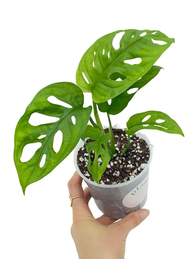 Plant and Stories Monstera Adansonii plante pot 6 cm ajourée