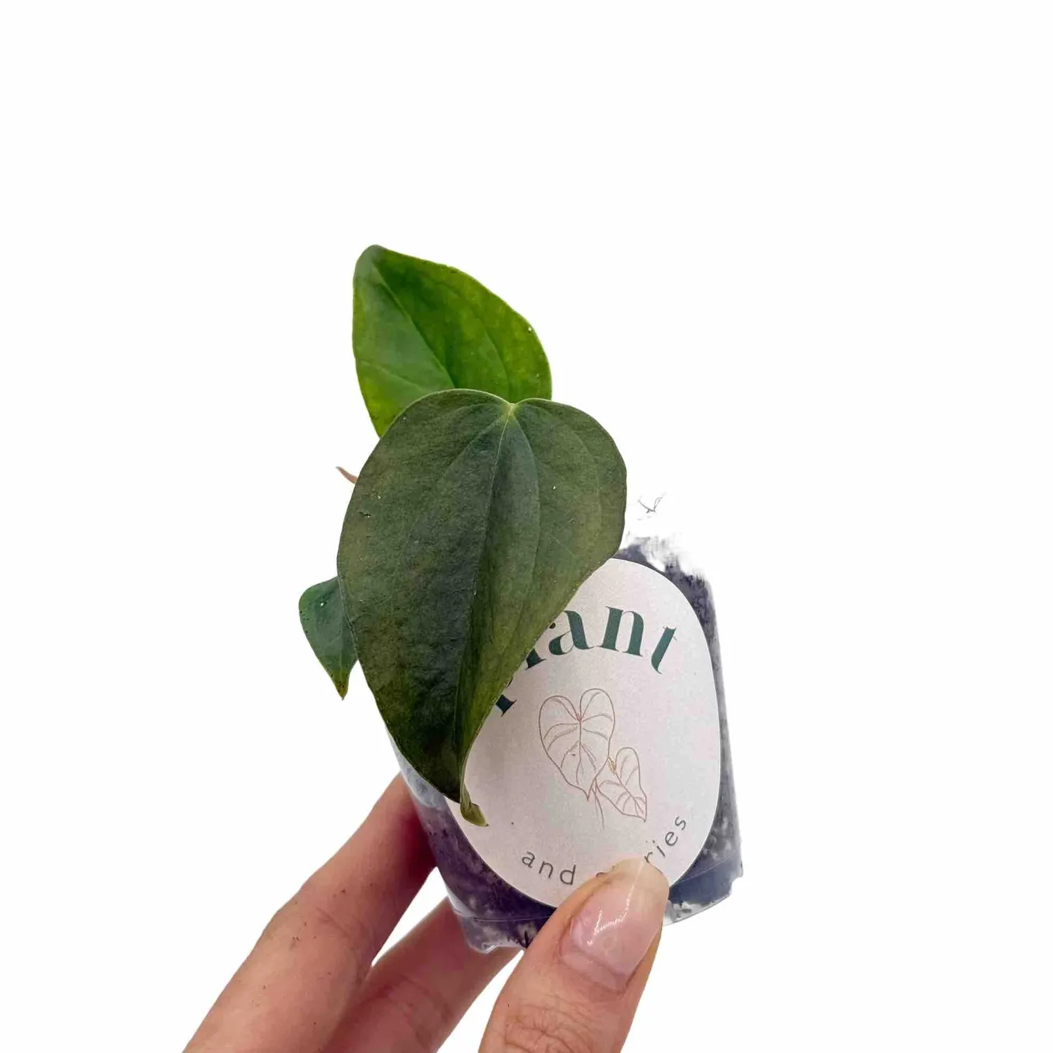 Plant and Stories Queen Of Hearts anthurium vert pot 6 cm