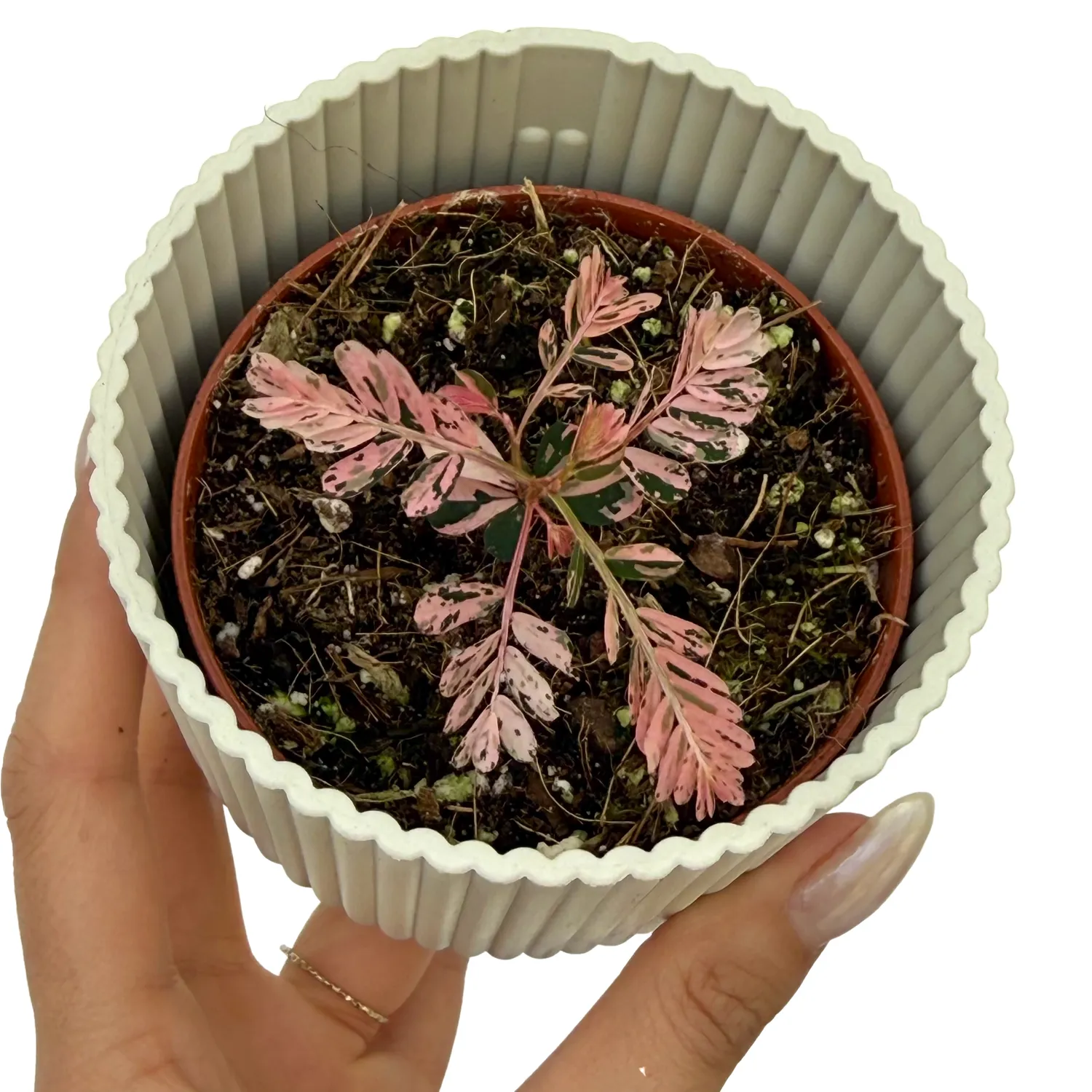 Plant and Stories Phyllanthus Urinaria Variegata plante pot 8 cm