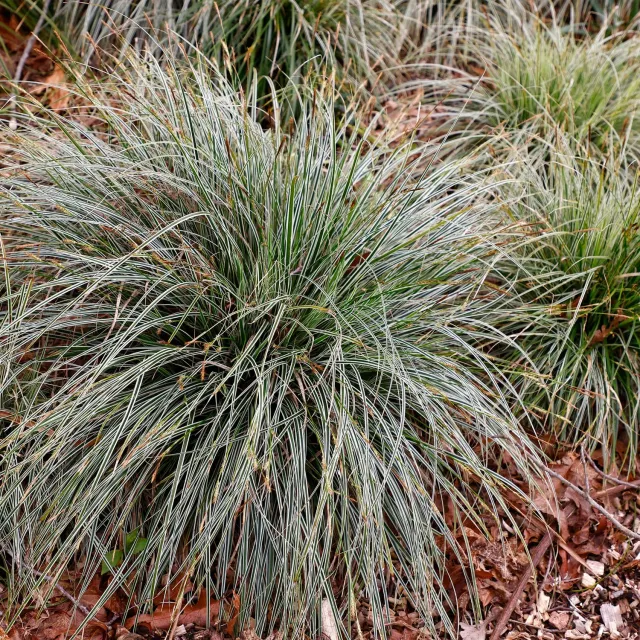 Plant and Stories Everest laîche 1 pot 17 cm panachée