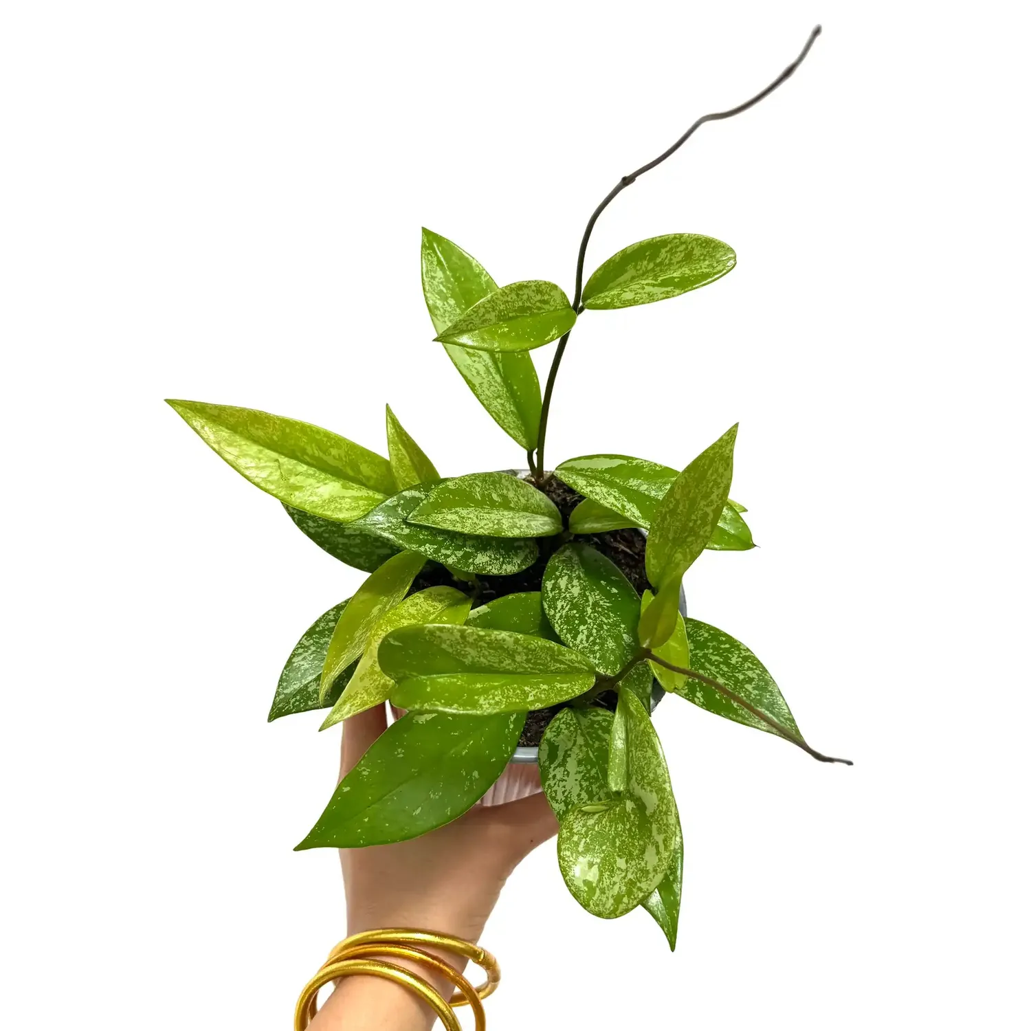Plant and Stories Pubicalyx Silver Spot hoya pot 12 cm tacheté
