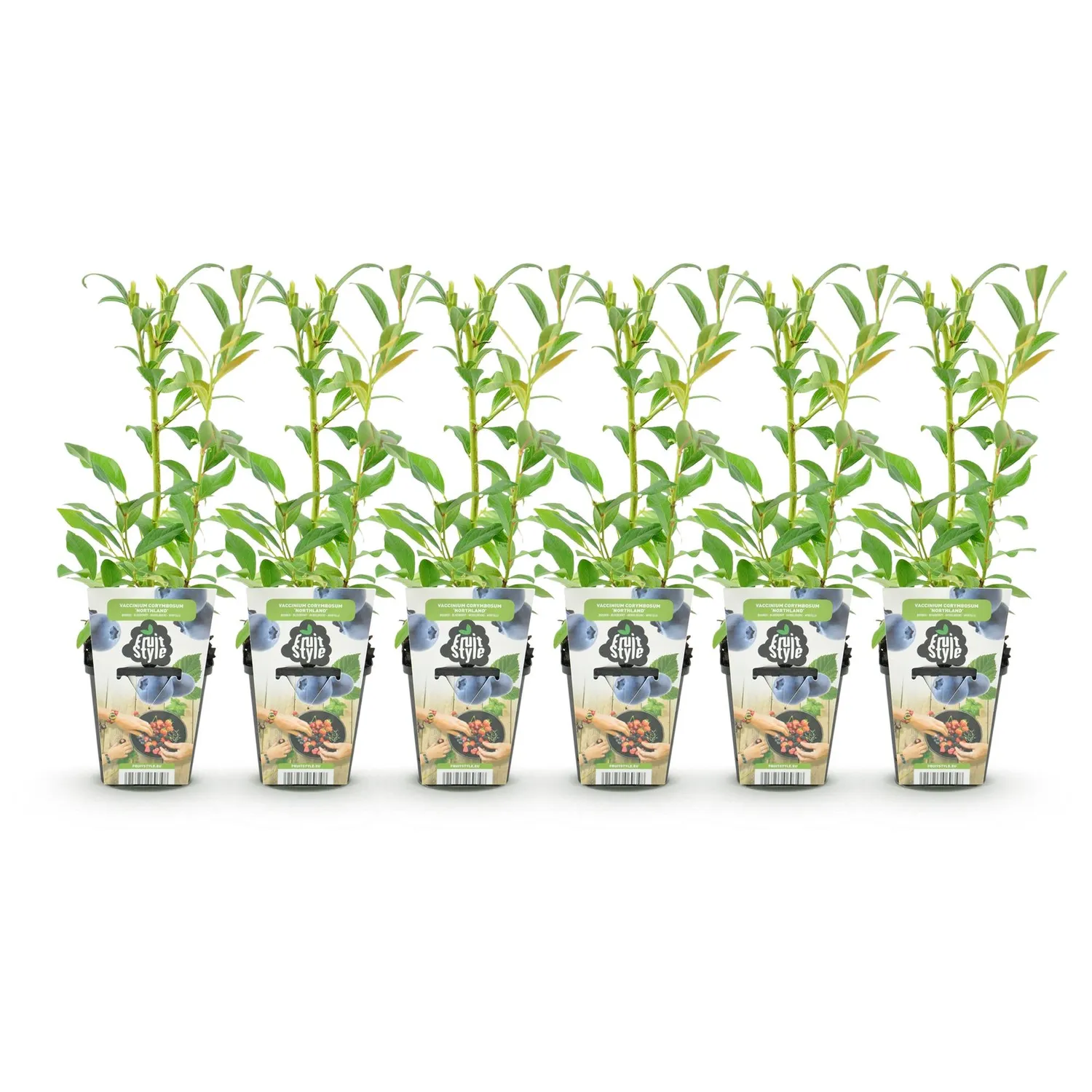 Plant and Stories Myrtillier Northland arbuste pot 9 cm 35 cm