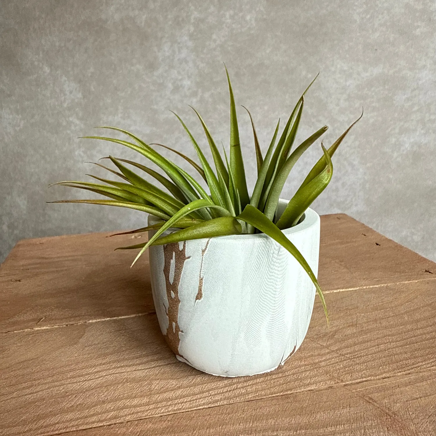 Airplantshop Pot marbre blanc doré avec tillandsia capitata