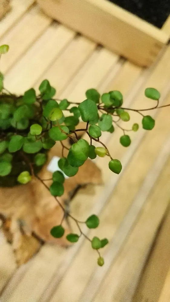 AQUAPHYTE Tesla kokedama Magnet muehlenbeckia fin