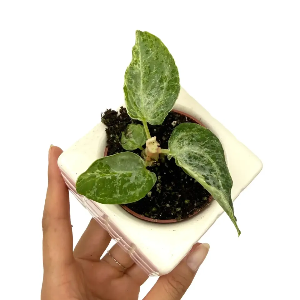 Plant and Stories Anthurium Silver Blush Mint plante pot 12cm