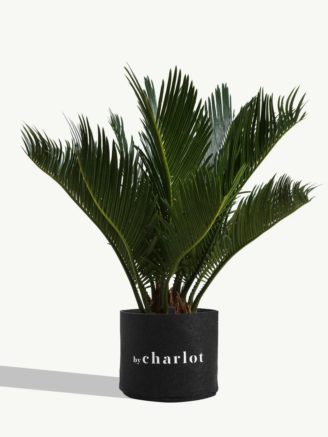 By Charlot Le Voyageur plante Cycas recharge M