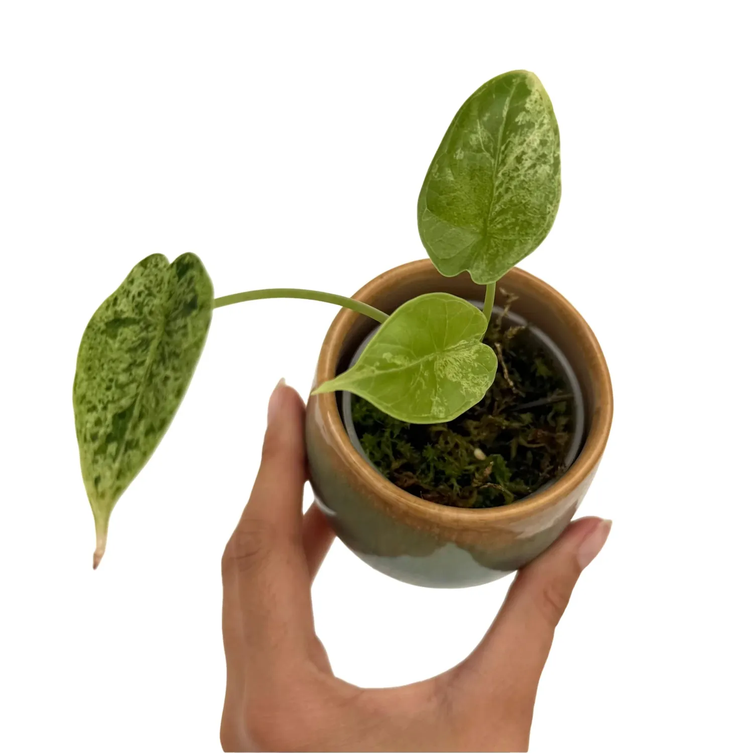 Plant and Stories Marble Mint alocasia plante d'intérieur pot 8 cm