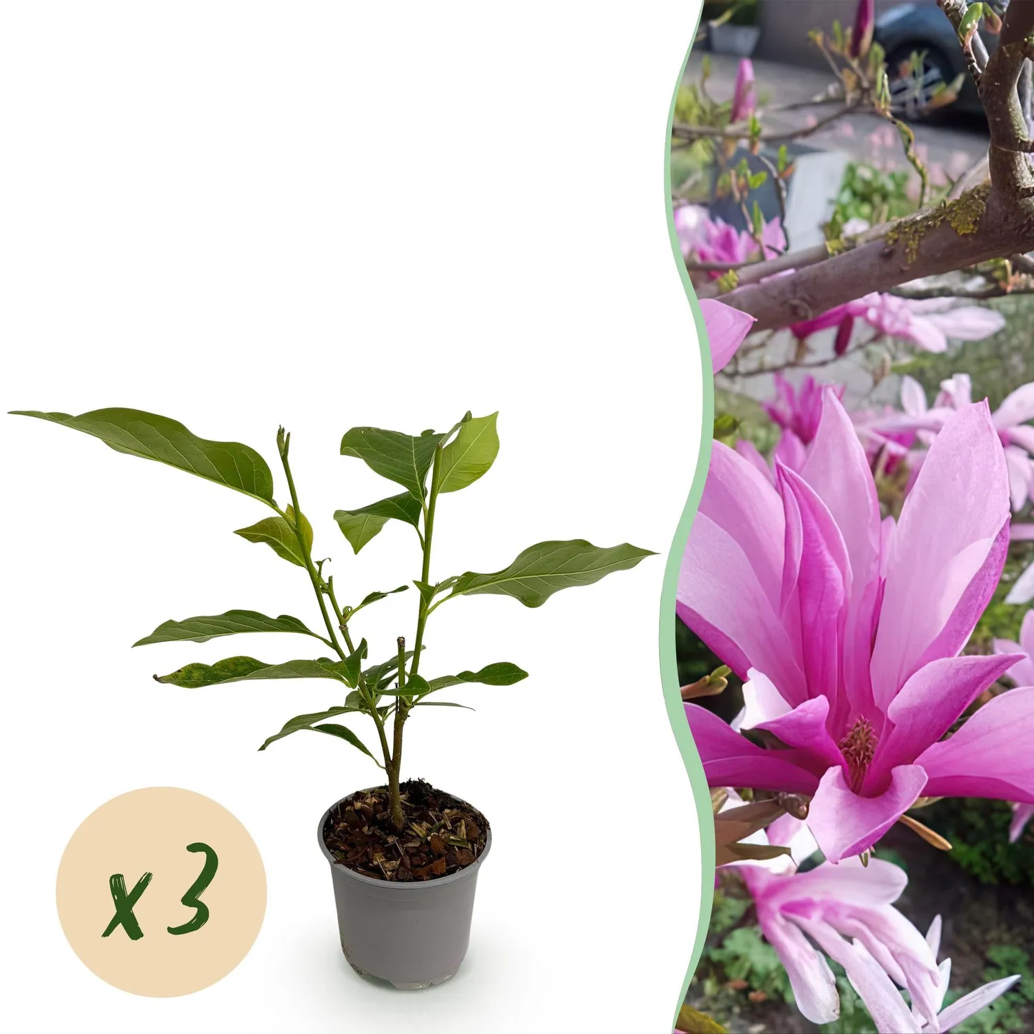 Plant and Stories Susan magnolia arbuste pourpre pot 12 cm 30 cm