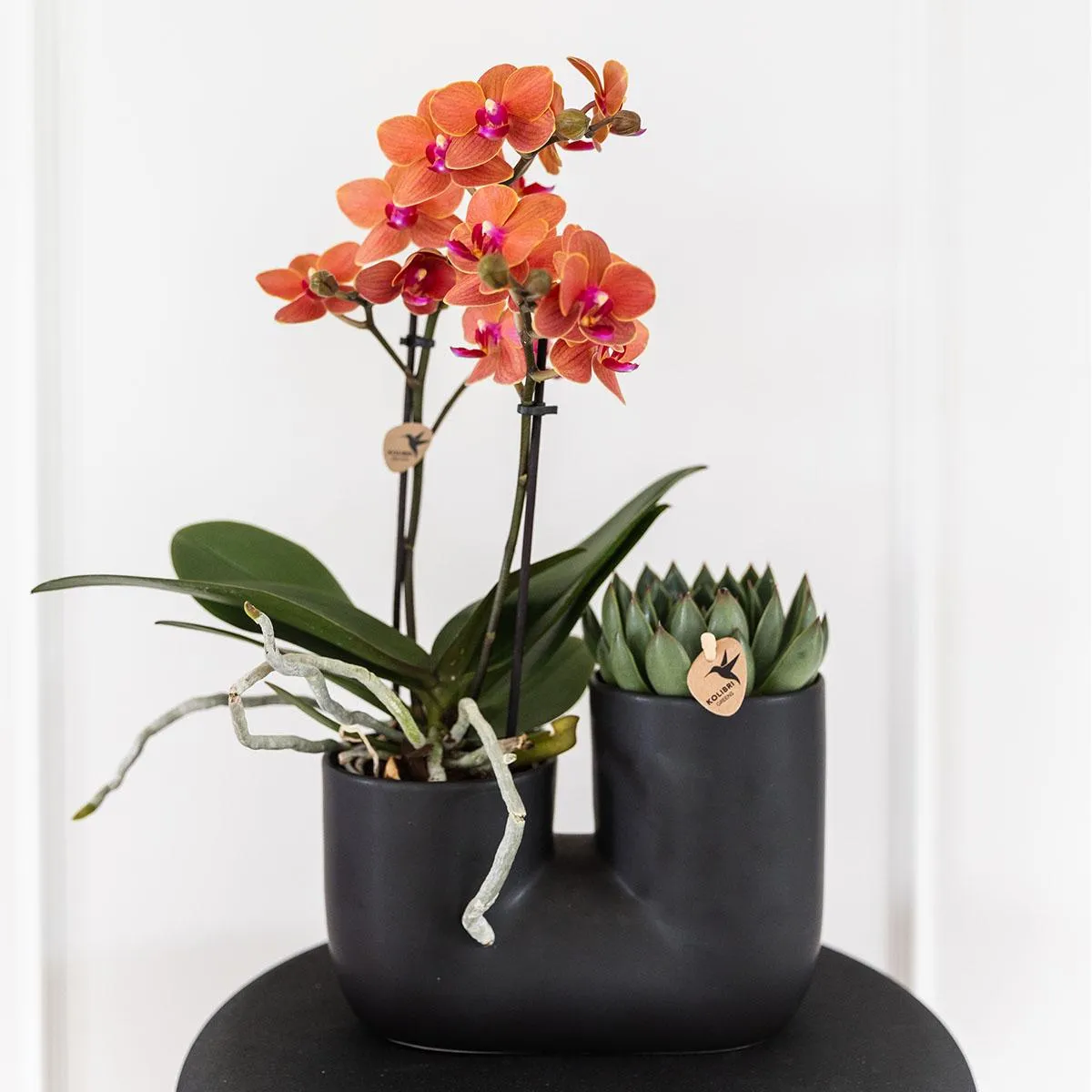 Plant and Stories Phalaenopsis Bolzano orchidée coffret 9 cm orange