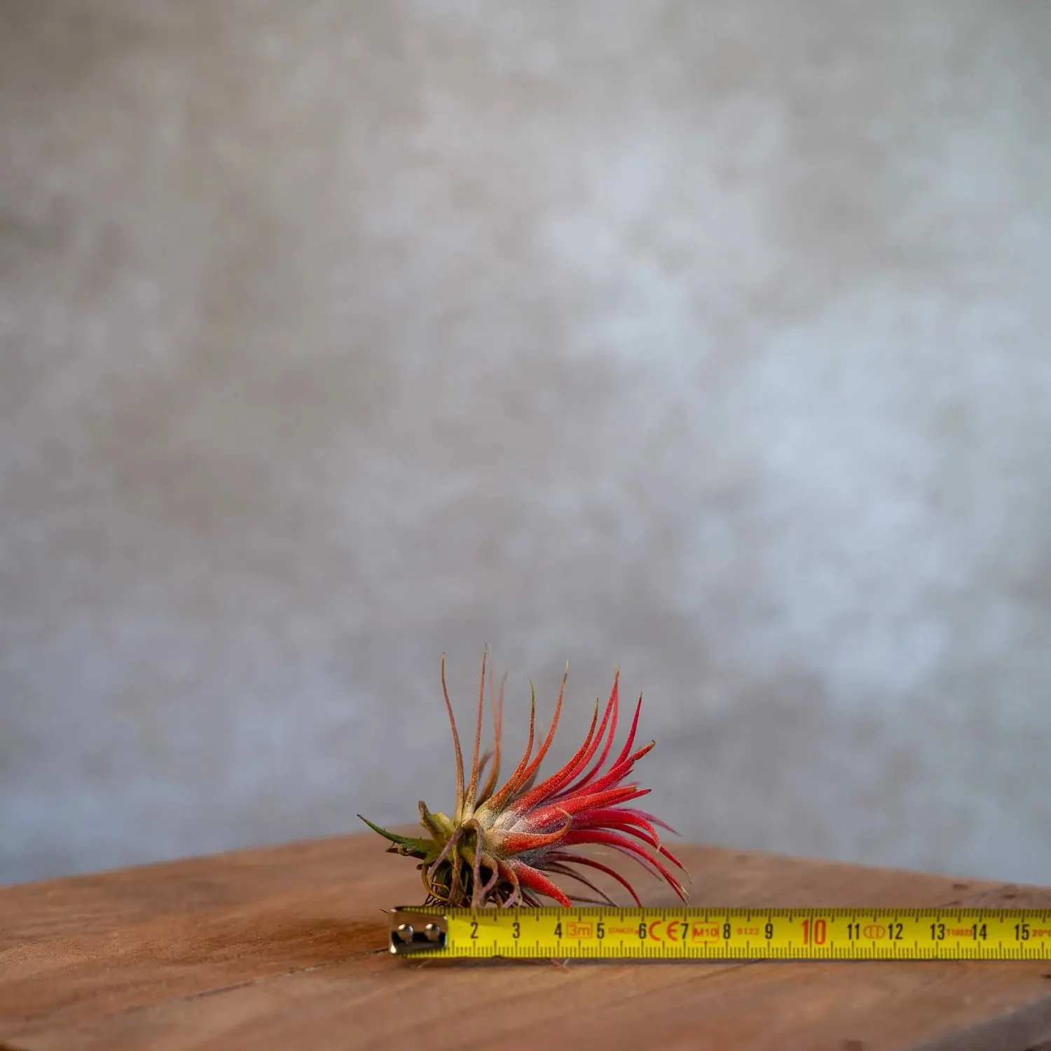 Airplantshop Ionantha rouge plante aérienne teintée