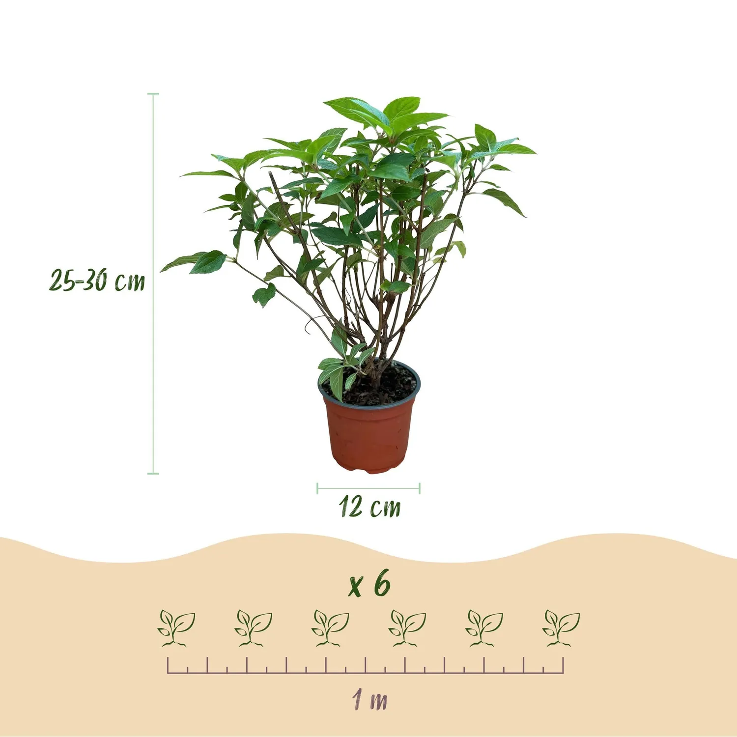 Plant and Stories hortensia paniculé Limelight pot 12 cm floraison verte
