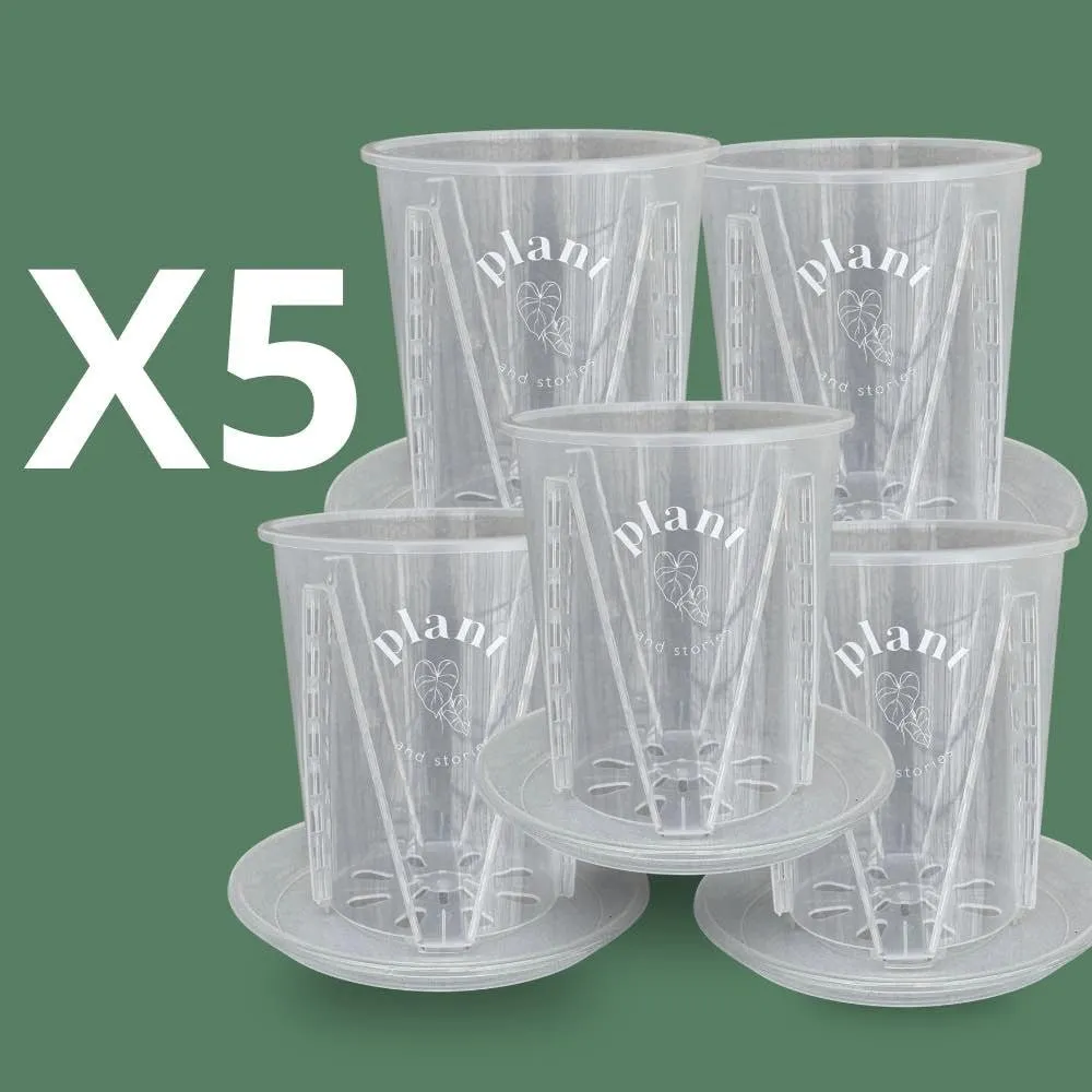 Plant and Stories Aracées pot transparent 12cm lot 5 drainage