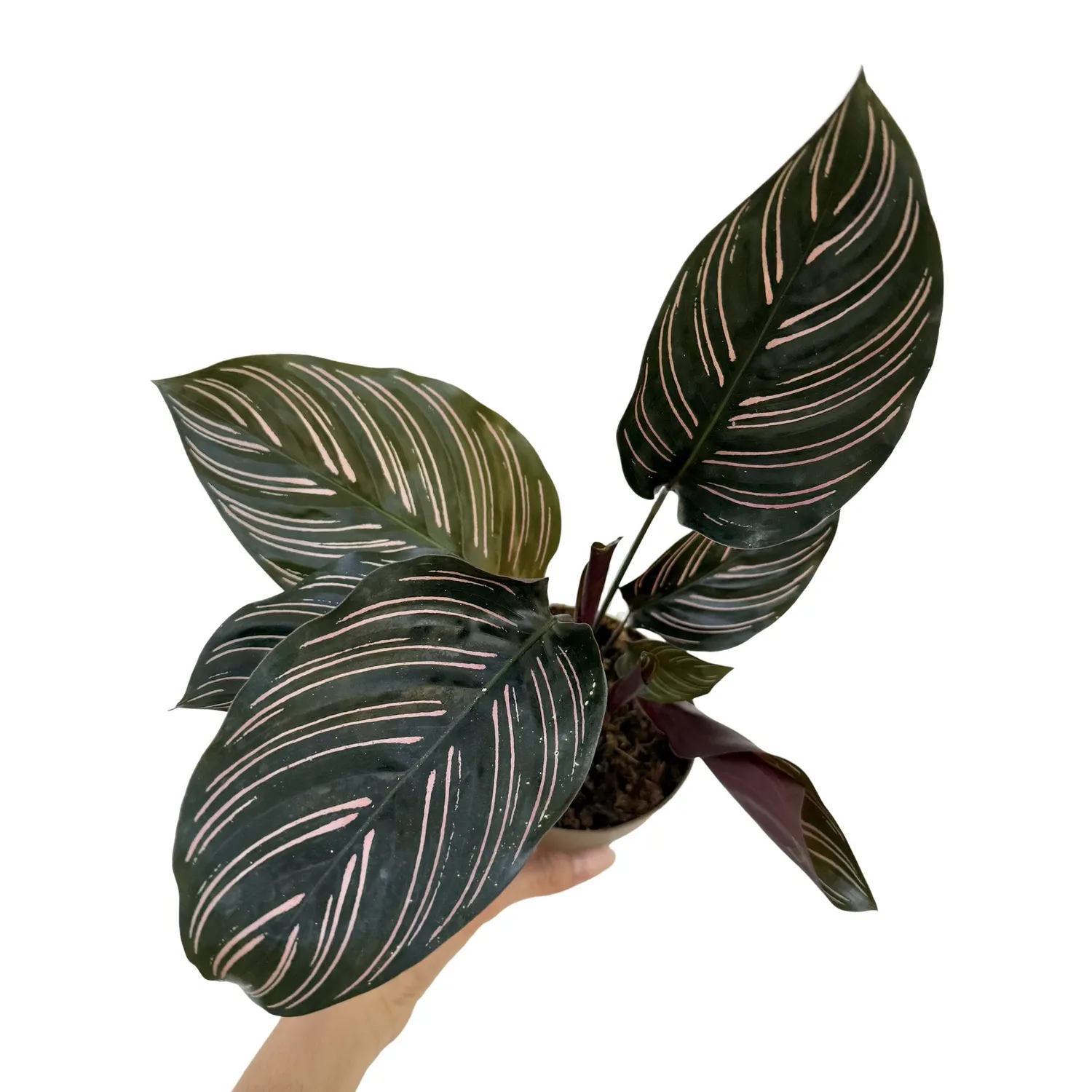 Plant and Stories Ornata Calathea plante pot 6 cm rayures roses