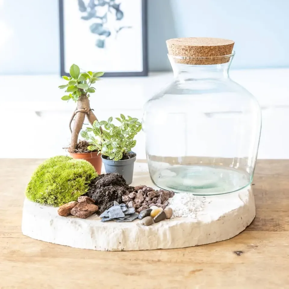 Réconciliation Végétale Bocal terrarium verre 2 plantes liège