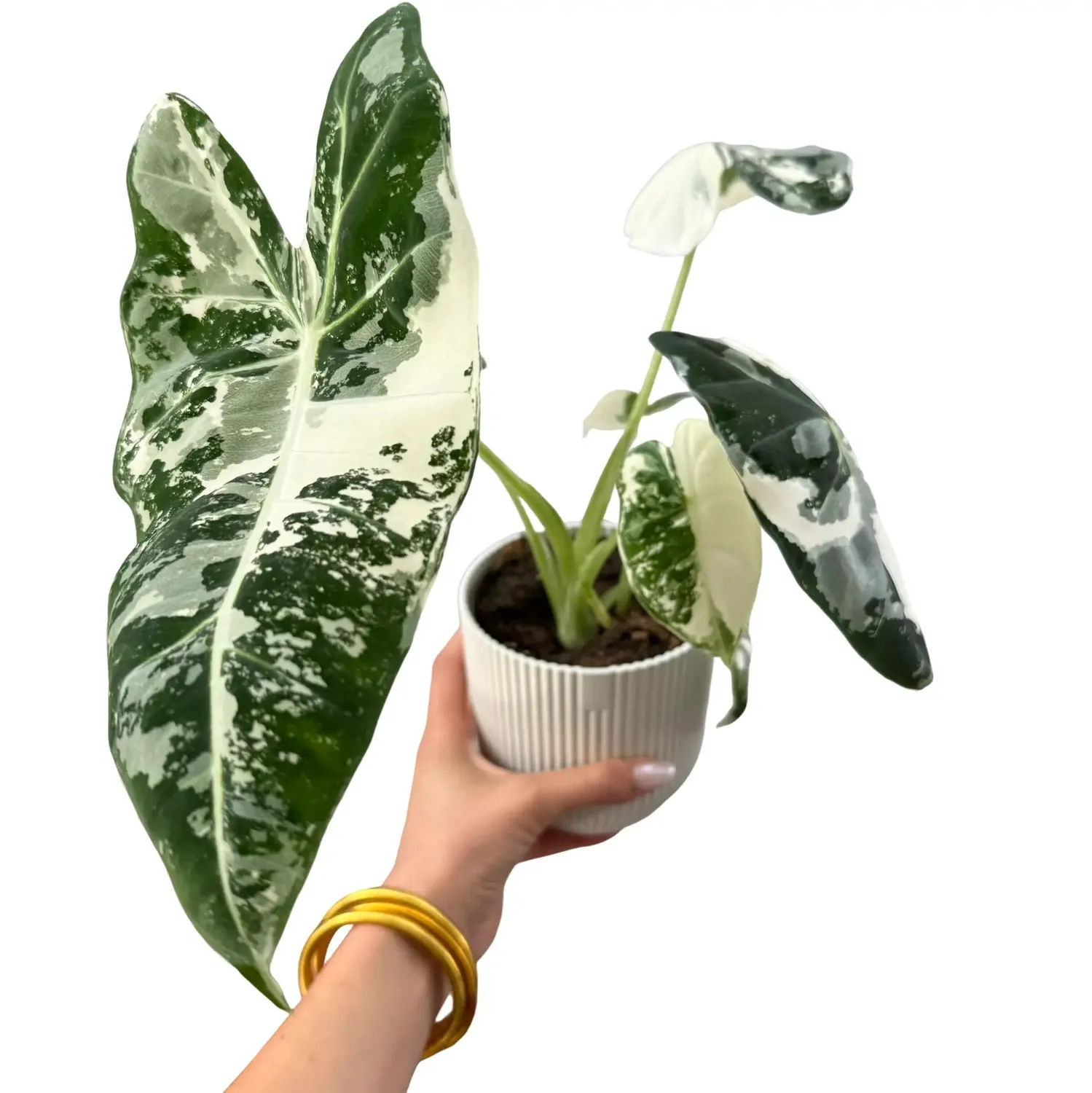 Plant and Stories Alocasia Frydek Variegata plante pot 6 cm panachée