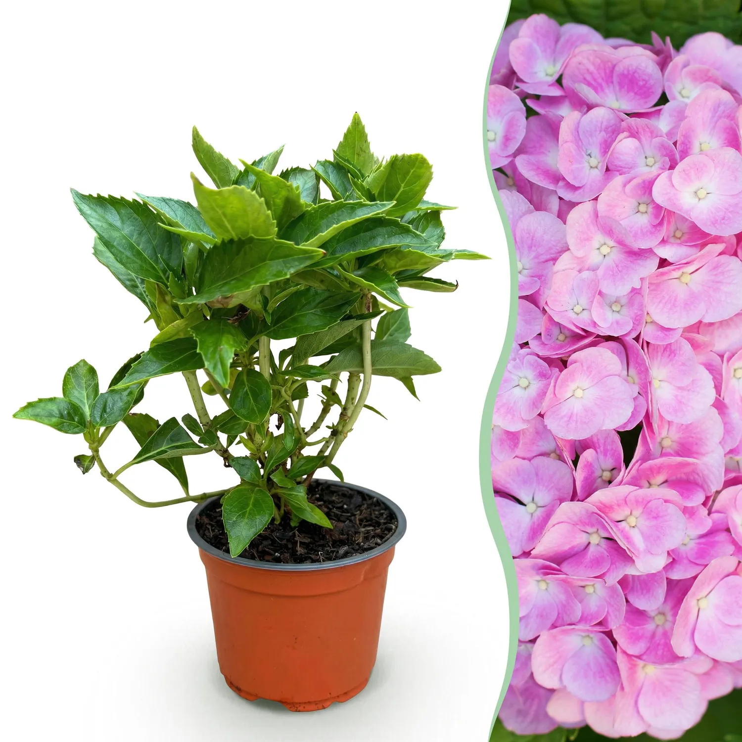 Plant and Stories Hortensia Macrophylla rose arbuste pot 12cm 1 plant
