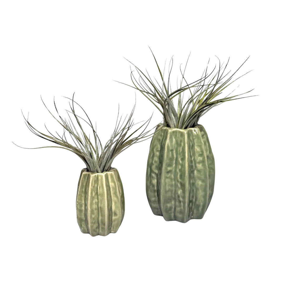 Airplantshop Carambola vase ceramique vert clair grand 11 cm
