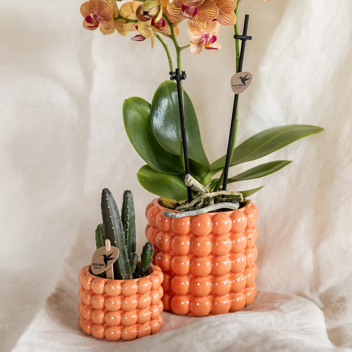 Plant and Stories Phalaenopsis Jamaica orange coffret cadeau