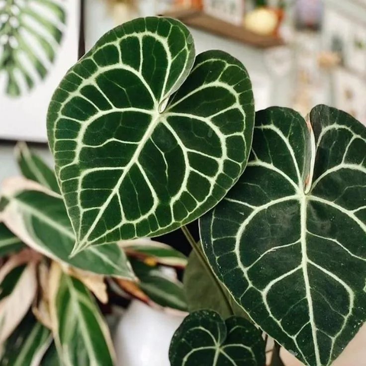Plant and Stories Terreau Anthurium Premium substrat drainant France