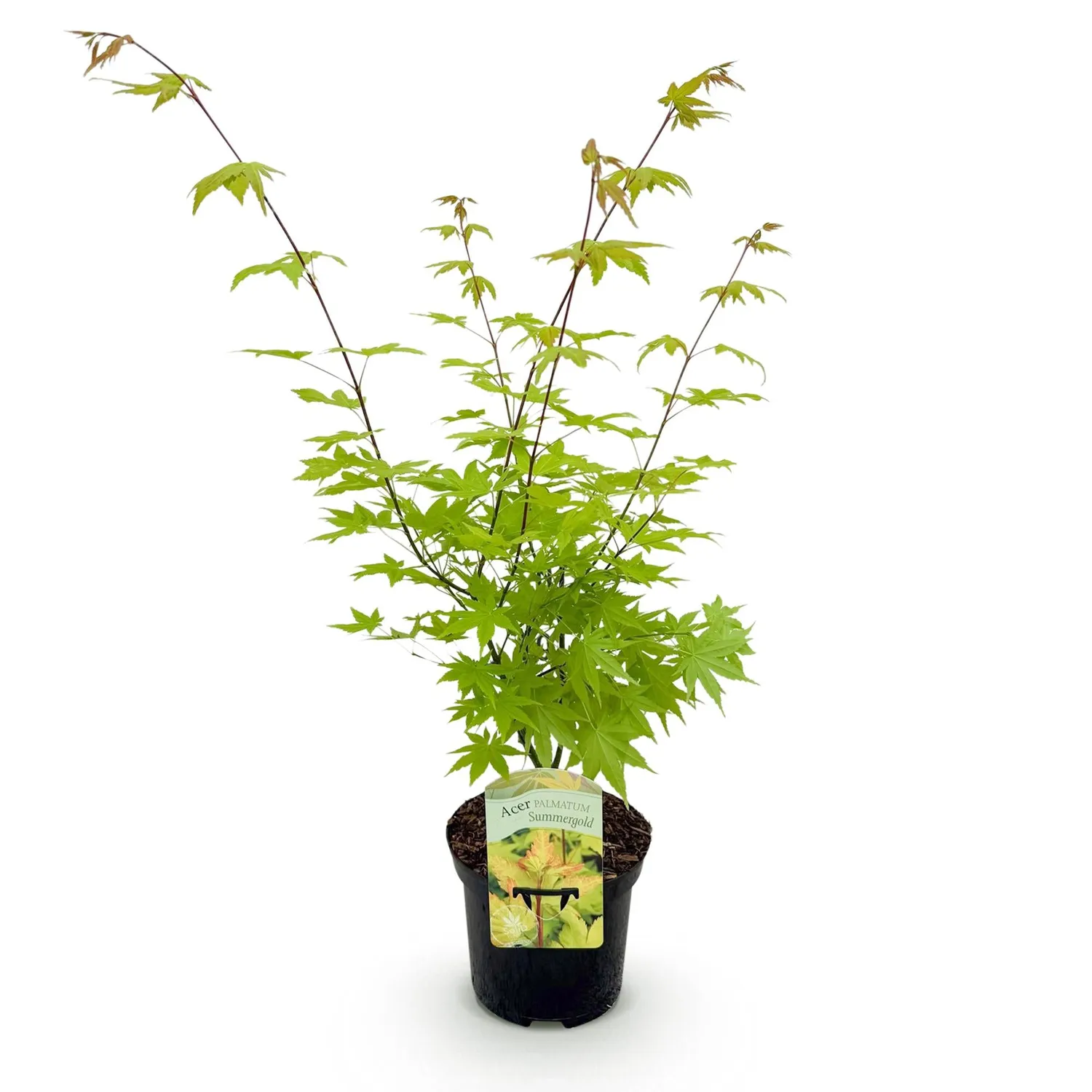 Plant and Stories Summergold érable Japon pot 19cm doré 70cm