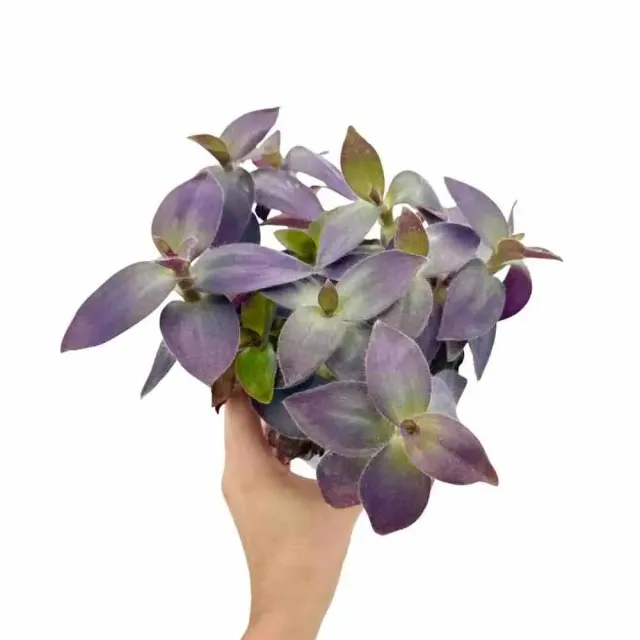 Plant and Stories Tradescantia Pallida plante pot 12cm violette